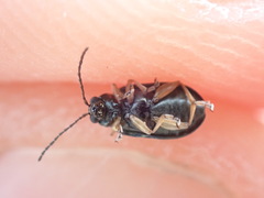 Lysathia ludoviciana
