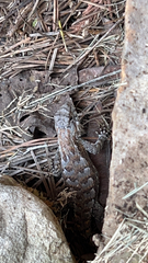 Sceloporus undulatus