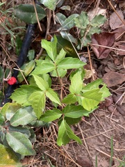 Parthenocissus quinquefolia