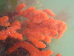 Clathria prolifera