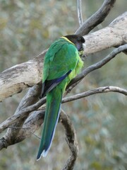 Barnardius zonarius