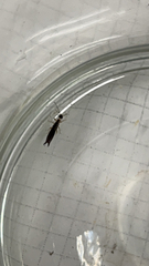 Euborellia annulipes