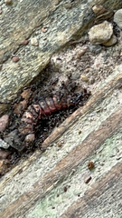 Brachyponera chinensis