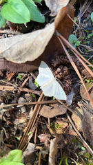Lomographa vestaliata