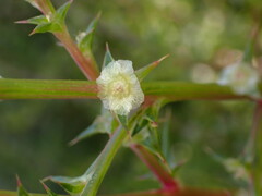 Salsola australis