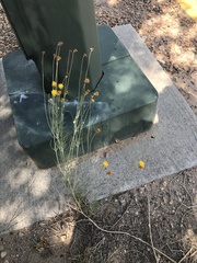 Thelesperma megapotamicum