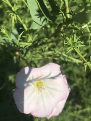 Convolvulus