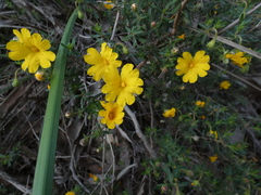 Hibbertia hypericoides