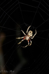 Parawixia