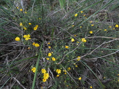 Hibbertia hypericoides
