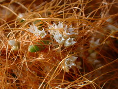 Cuscuta pacifica