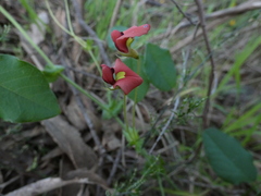 Kennedia prostrata