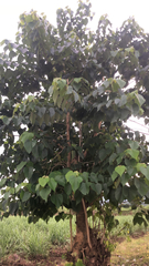Gmelina arborea