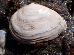 Macoma