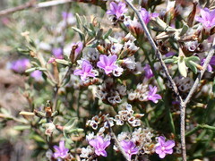 Limonium ramosissimum