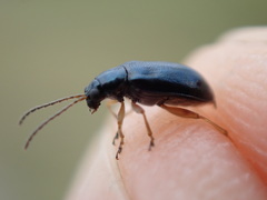 Lysathia ludoviciana