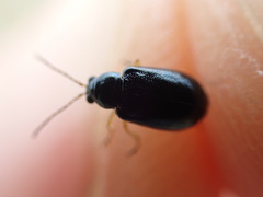 Lysathia ludoviciana