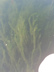Elodea canadensis
