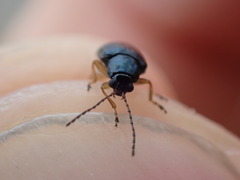 Lysathia ludoviciana
