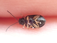 Lysathia ludoviciana