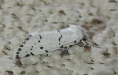 Grotella binda