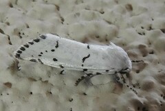Grotella binda