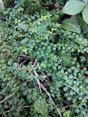 Gaultheria hispidula