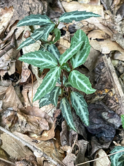 Chimaphila maculata