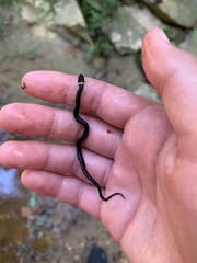 Diadophis punctatus punctatus