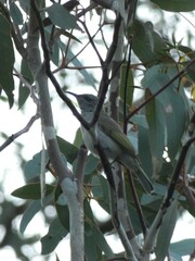 Lichmera indistincta