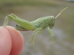 Campylacantha olivacea