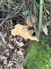 Laetiporus gilbertsonii