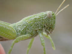 Campylacantha olivacea