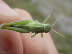 Campylacantha olivacea