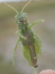 Campylacantha olivacea