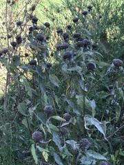 Monarda fistulosa