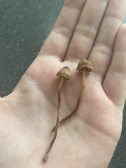 Panaeolus foenisecii