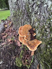 Inonotus