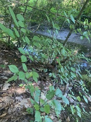 Corylus cornuta
