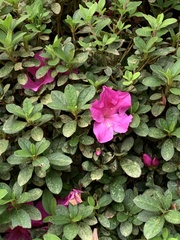 Rhododendron indicum