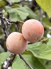 Prunus mexicana