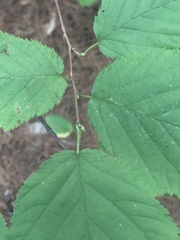 Corylus cornuta