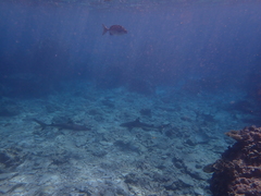 Carcharhinus melanopterus