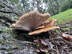 Inonotus