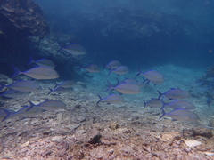 Caranx melampygus
