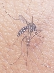 Aedes