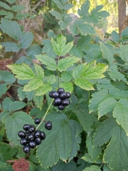 Actaea spicata