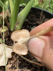 Desarmillaria caespitosa