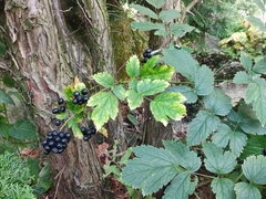 Actaea spicata