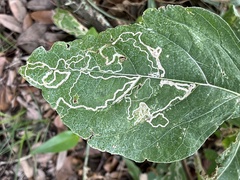 Phyllocnistis vitifoliella